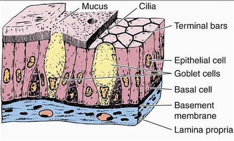 Stratified Columnar Epithelium Drawing