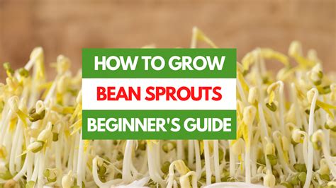 How To Grow Bean Sprouts A Beginner S Guide Gardening Eats