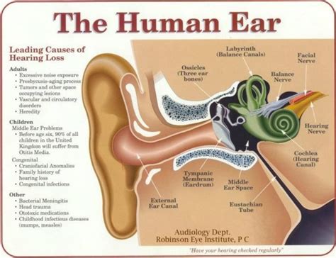 The Human Ear Diagram Science Education Human Ear Diagram Human Ear Ear Diagram