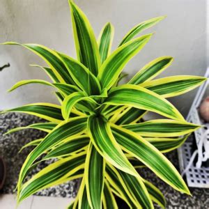 Pleomele Song Of India Dracaena Reflexa Mm The Jungle Collective