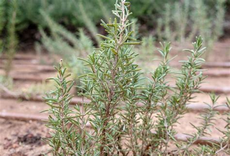 Rosmarinus Officinalis `Blue Lagoon Stock Photo - Image of growth ...
