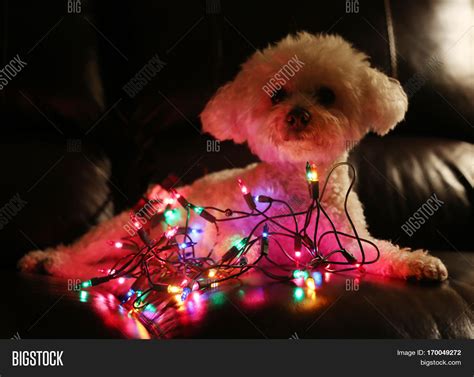 Dog Christmas Lights Image And Photo Free Trial Bigstock