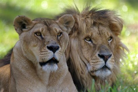 Couple De Lions M Dia Larousse