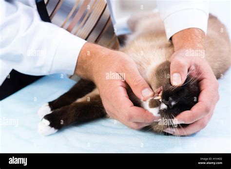 Vet Checks The Health Of A Cat Stock Photo Alamy