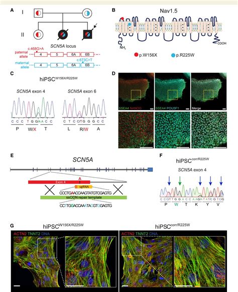 Figure From Maturation Of Hipsc Derived Cardiomyocytes Promotes Adult