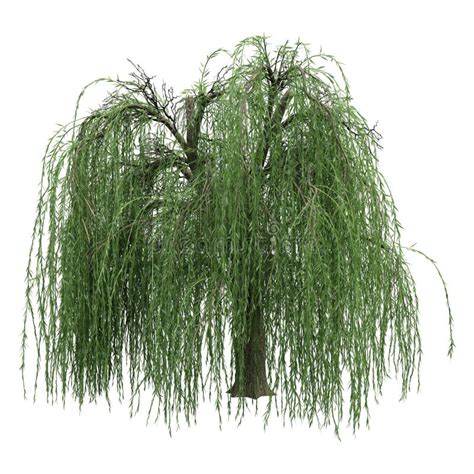 Weeping Willow Background Stock Illustrations Weeping Willow