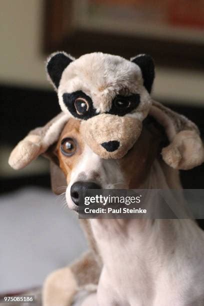 70 Jack Russell Dachshund Stock Photos High Res Pictures And Images