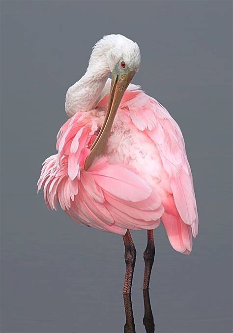 Gorgeous Flamingo Pics To Celebrate Pink Flamingo Day Artofit