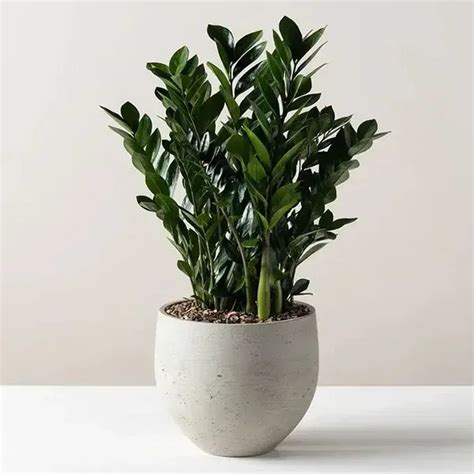 ZZ Plant - THE Grow and Care guide for Zamioculcas Zamiifolia