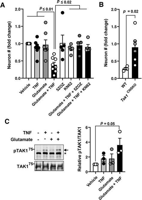 Aberrantly Activated Tak1 Links Neuroinflammation And Neuronal Loss In