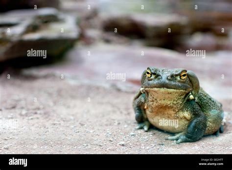 Colorado River Toad Stock Photo Alamy