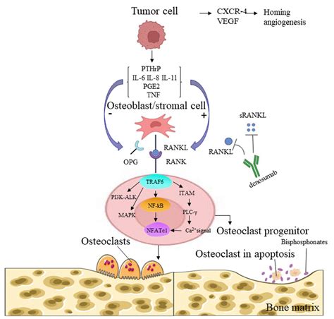 Ranklrank Signaling In Osteolytic Bone Metastases Tumor Cells