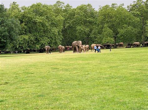 London In The Uk In June 2021 A View Of Some Wooden Elephants 7967207