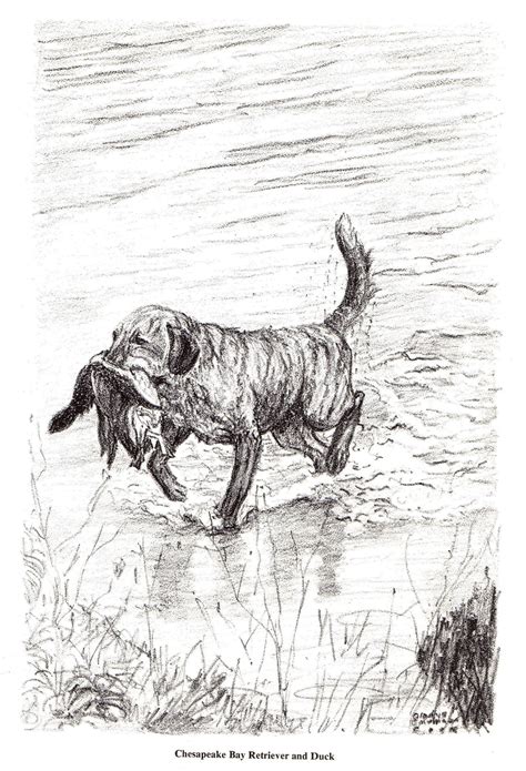 Horse Art Print Cat Art Print Bird Hunting Hunting Dogs Golden