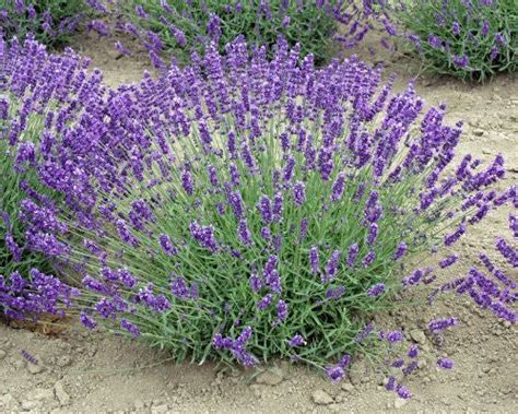 Lavender Royal Velvet Herb 3 5 Size Pot —