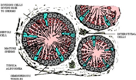 Male Reproductive System Position In The Body Online Tuition