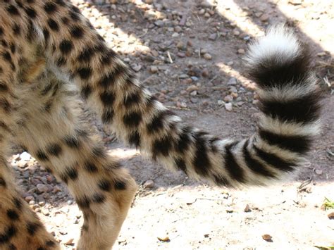 Cheetah Tail Spier Estate Vilseskogen Flickr