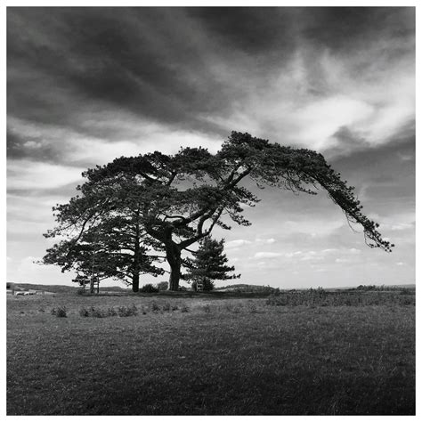 Field Beside Trees during Daytime · Free Stock Photo