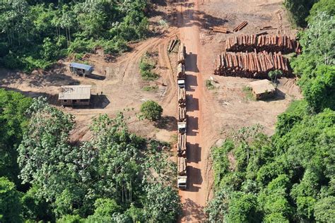 Operação da PF no Arapiuns e Mamuru faz a maior apreensão de madeira da