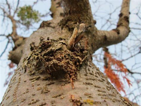 Free Images Tree Branch Growth Wood Leaf Flower Trunk Wildlife