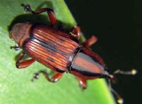 Banana Stem Borer Odoiporus Longicollis Biochemtech