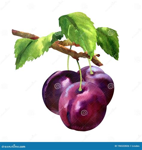 Three Blue Ripe Plums Hanging On A Branch With Green Leaves Fruit