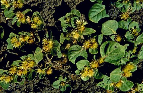 Alternanthera Pungens Amaranthaceae Image 221444 At PhytoImages Siu Edu