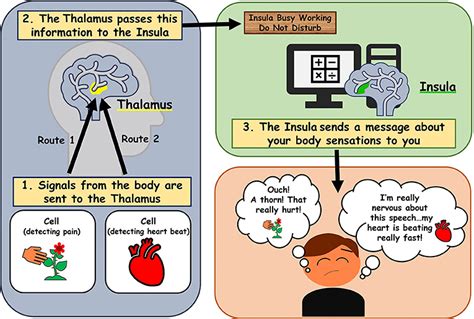 What Is Interoception And Why Is It Important · Frontiers For Young Minds