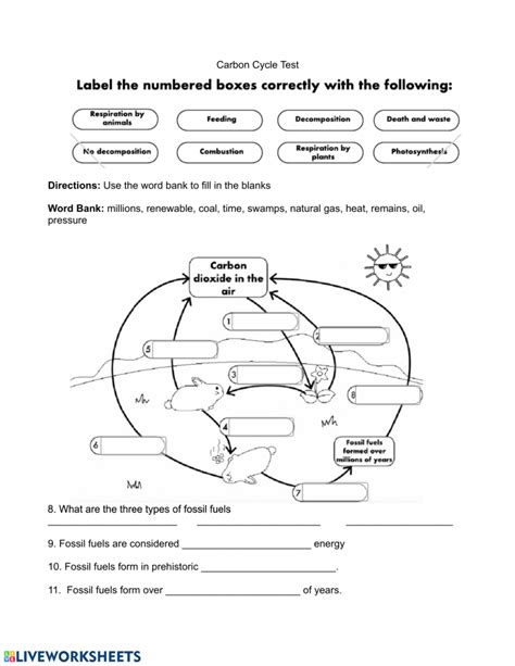 carbon cycle worksheet