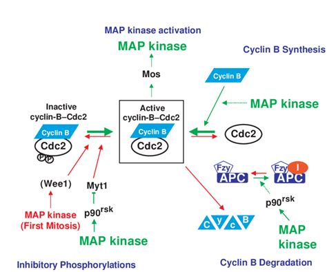 The Interactions Between Map Kinase And Cyclin B Cdc Kinase In