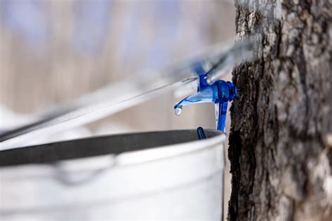 Droplet Of Sap Flowing From Maple Tree Into A Pail Stock Photo