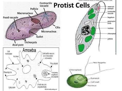 Protist Cell Structure Diagram