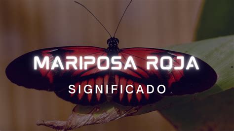 El Misterioso Significado Espiritual Detr S De La Mariposa Almirante