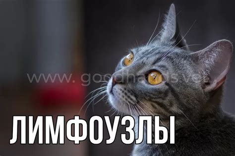 Воспаленные лимфоузлы у собак и кошек, причины - ветклиника «В Добрые Руки»