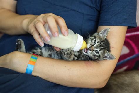 Kitten Drinking Milk From Bottle Stock Photo Image 58770480