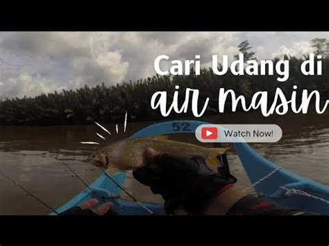 Memancing Udang Galah Semasa Air MASIN PAYAU Di DUA Sungai Suai