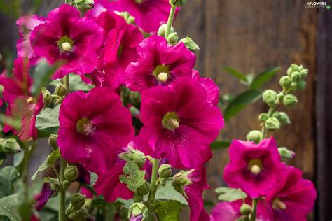 Purple Hollyhocks Flowers Wallpapers 1920x1280