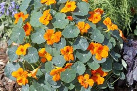 Tropaeolum Minus Orange Nasturtium