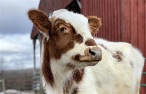 Rescue And Refuge For Farmed Animals Farm Sanctuary