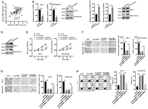 Overexpression Of Sirt Abrogates The Effects Of Circoma Silencing In