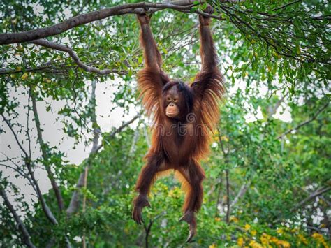 Baby Orangutan. stock image. Image of orangutan, jungle - 111289935