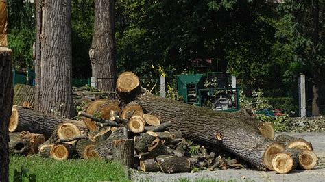 Piel Gnacja Zieleni Wycinanie Drzew Krak W Arborystyka Profesjonalna