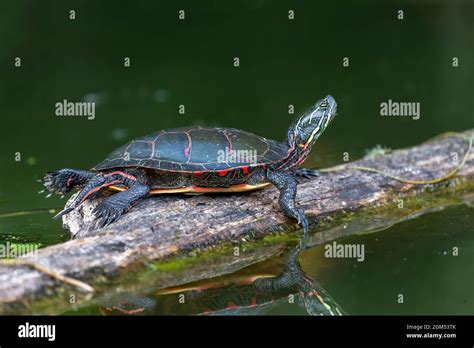 La Tortuga Pintada Chrysemys Picta Es La Tortuga Nativa M S Extendida