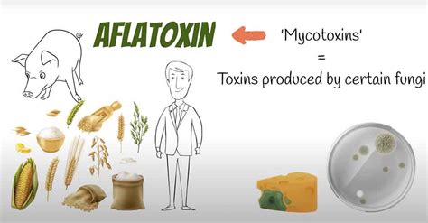 Aflatoxin How To Avoid Aflatoxins In Food Page 2 Of 5 A2z Healthy