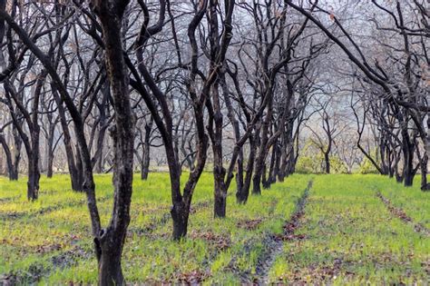 Árvores frutíferas de caqui no pomar Foto Premium