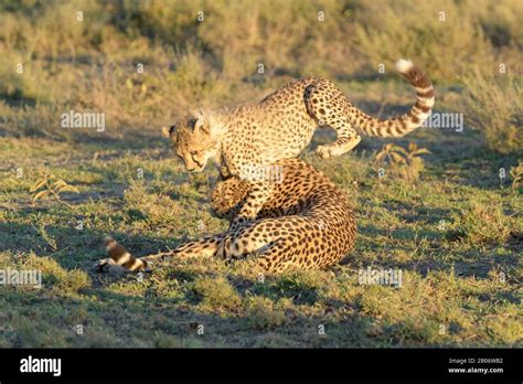 Cheetah Acinonyx Jubatus Mother With Cub Playing On Savanna