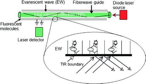 3 Configuration And Detection Principle Of The Fiber Optic Biosensor