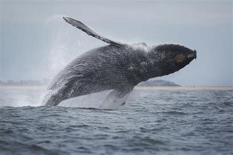 11 Incredible Places For Whale Watching In California