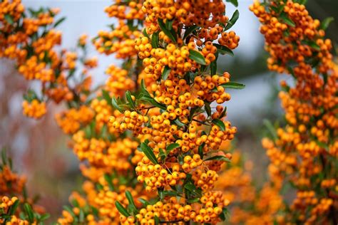 90 Kostenlose Pyracantha Feuerdorn Fotos Pixabay