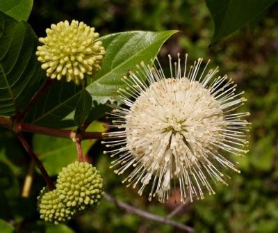 Buttonbush (Cephalanthus occidentalis) - Great Plains Nursery